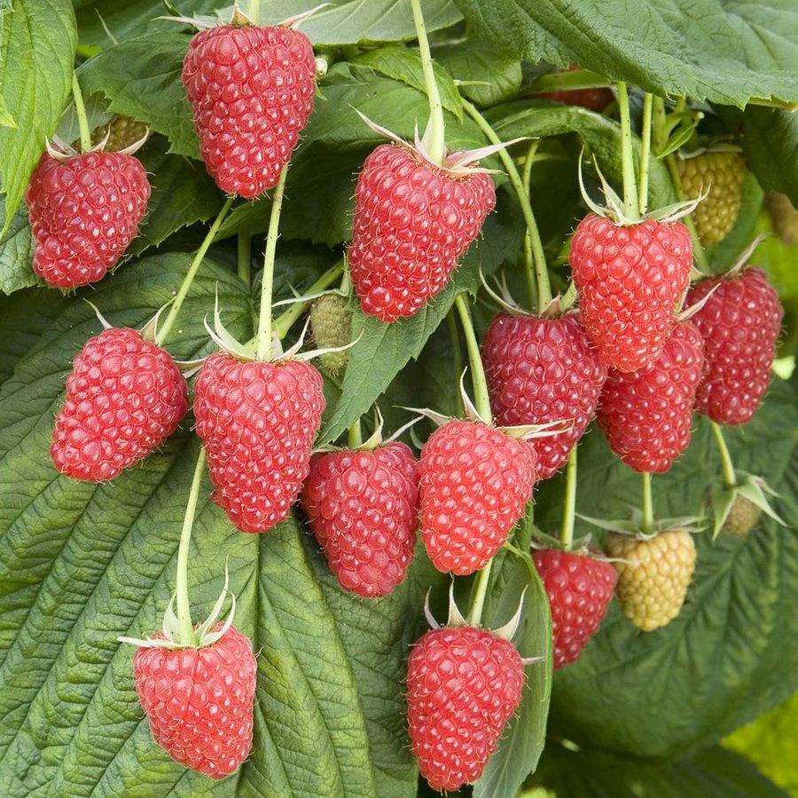 Рання малина Ляшка (ВКС) Рання малина Ляшка (ВКС)