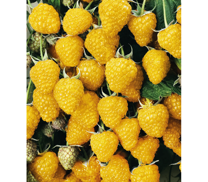 Малина жовта Голден Квін (ВКС) Малина жовта Голден Квін (ВКС)