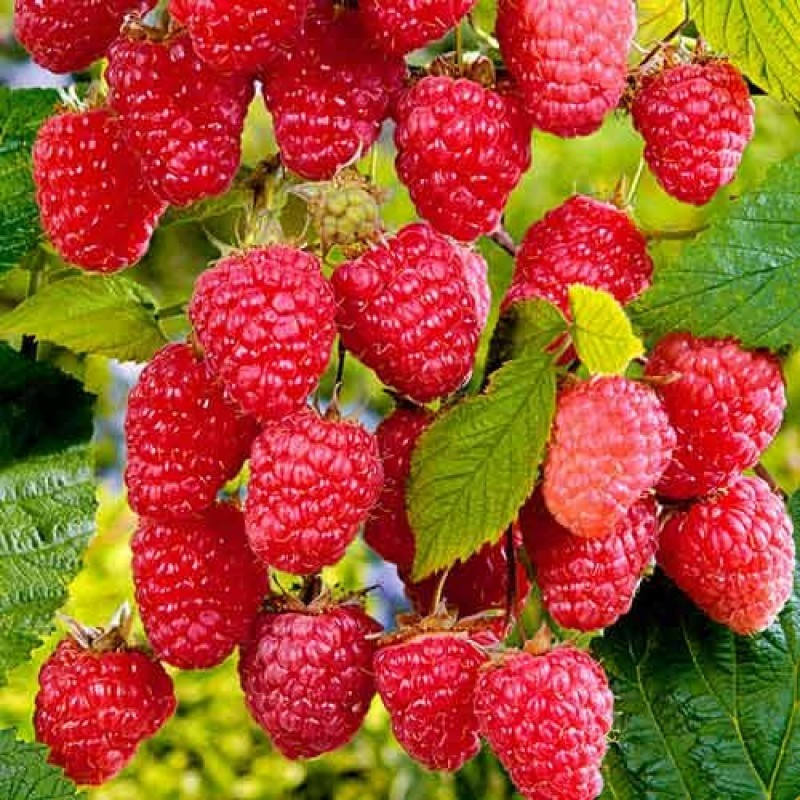 Безшипа малина Столешник (ВКС) Безшипа малина Столешник (ВКС)