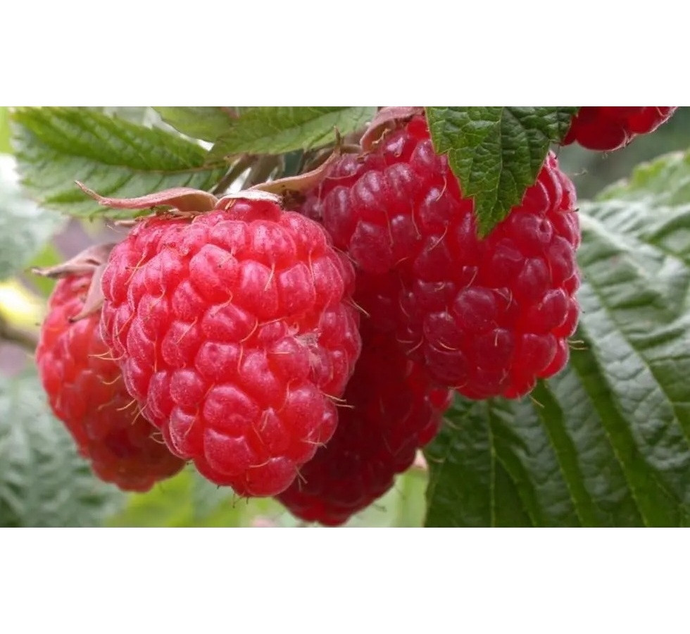 Малина ремонтантна Шапка Мономаха (ВКС) Малина ремонтантна Шапка Мономаха (ВКС)