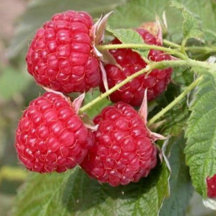 Малина ремонтантна Брусилівський стандарт (ВКС) Малина ремонтантна Брусилівський стандарт (ВКС)