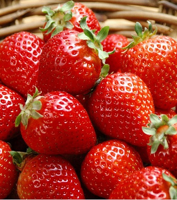 Рассада клубники. Сорт Гранда Роса Рассада клубники. Сорт Гранда Роса