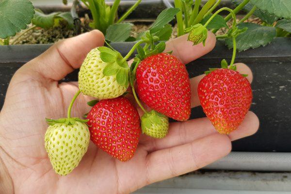 Рассада клубники. Премиальный сорт Кантус Рассада клубники. Премиальный сорт Кантус