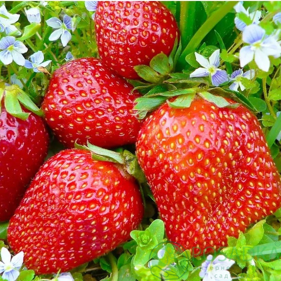 Рассада клубники. Премиальный сорт Кисс Нелис