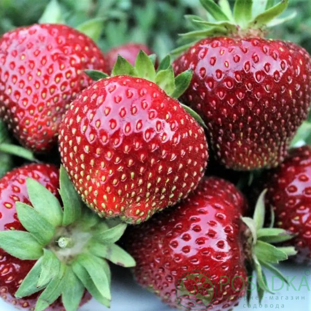 Рассада клубники. Сорт Сенсейшн