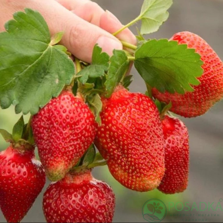 Рассада клубники. Сорт Джуси