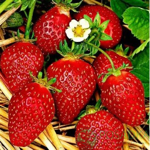 Рассада клубники. Ремонтантный сорт Свит Энн Рассада клубники. Ремонтантный сорт Свит Энн