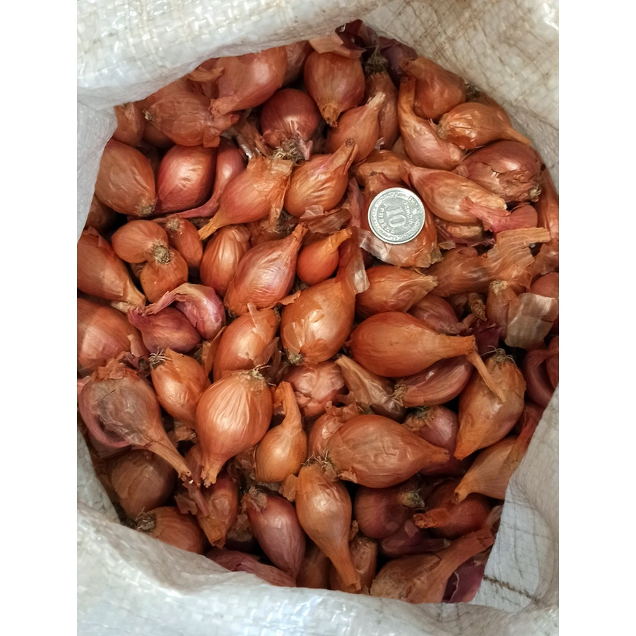 Лук Шалот севок Кущевка 0,5 кг Лук Шалот севок Кущевка 0,5 кг