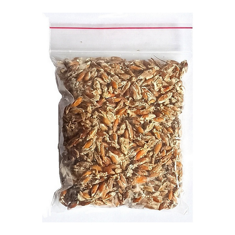 Живий зерновий міцелій маслянок — 100 г Живий зерновий міцелій маслянок — 100 г