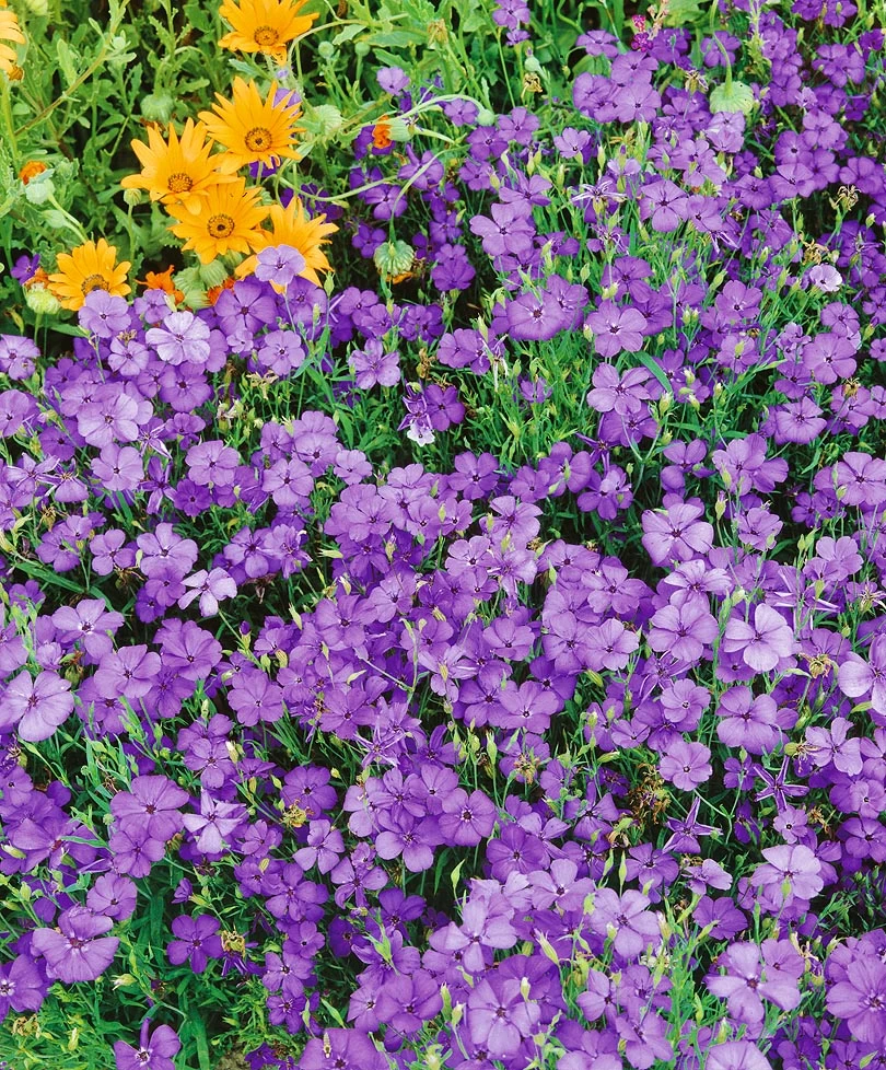 Семена Вискария 0,2 г (Насіння країни) Семена Вискария 0,2 г (Насіння країни)