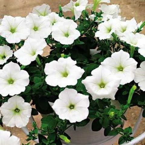 Семена Петуния снежный шар 0,05 г Семена Петуния снежный шар 0,05 г