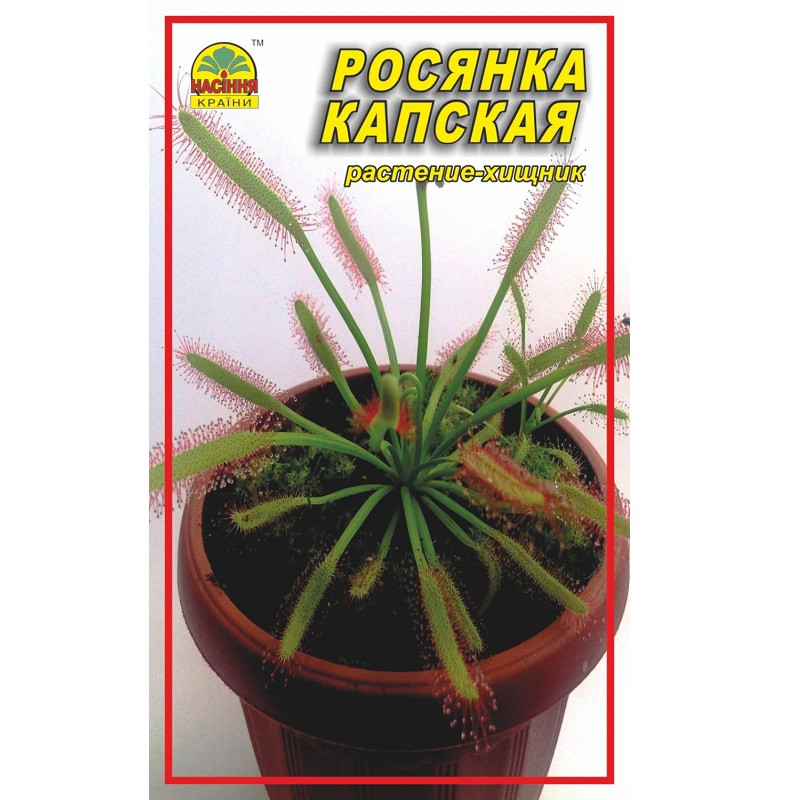 Насіння Росянка капська 5 шт. (Насіння країни) Насіння Росянка капська 5 шт. (Насіння країни)