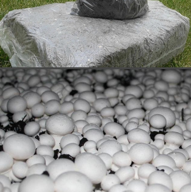 Грибной блок шампиньон двуспоровый Sylvan 130 - 15 кг Грибной блок шампиньон двуспоровый Sylvan 130 - 15 кг