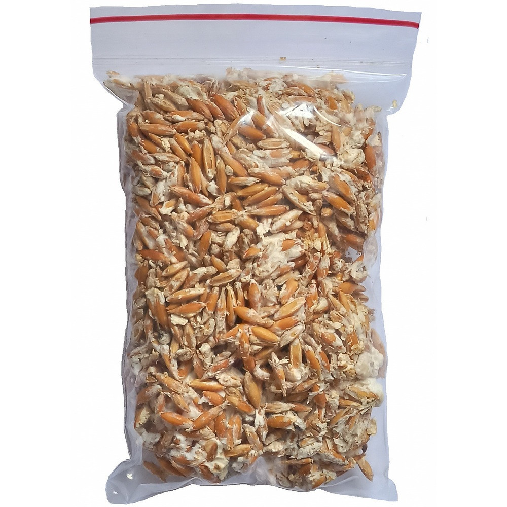 Живой зерновой мицелий вешенки - 100 г Живой зерновой мицелий вешенки - 100 г