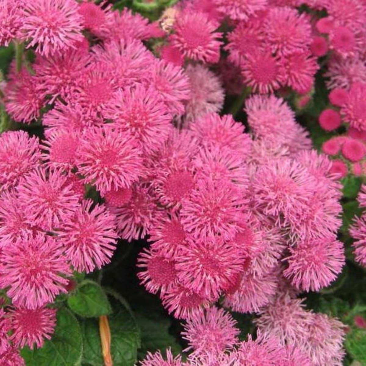 Насіння Агератум рожевий 1000 шт. (Насіння країни) Насіння Агератум рожевий 1000 шт. (Насіння країни)