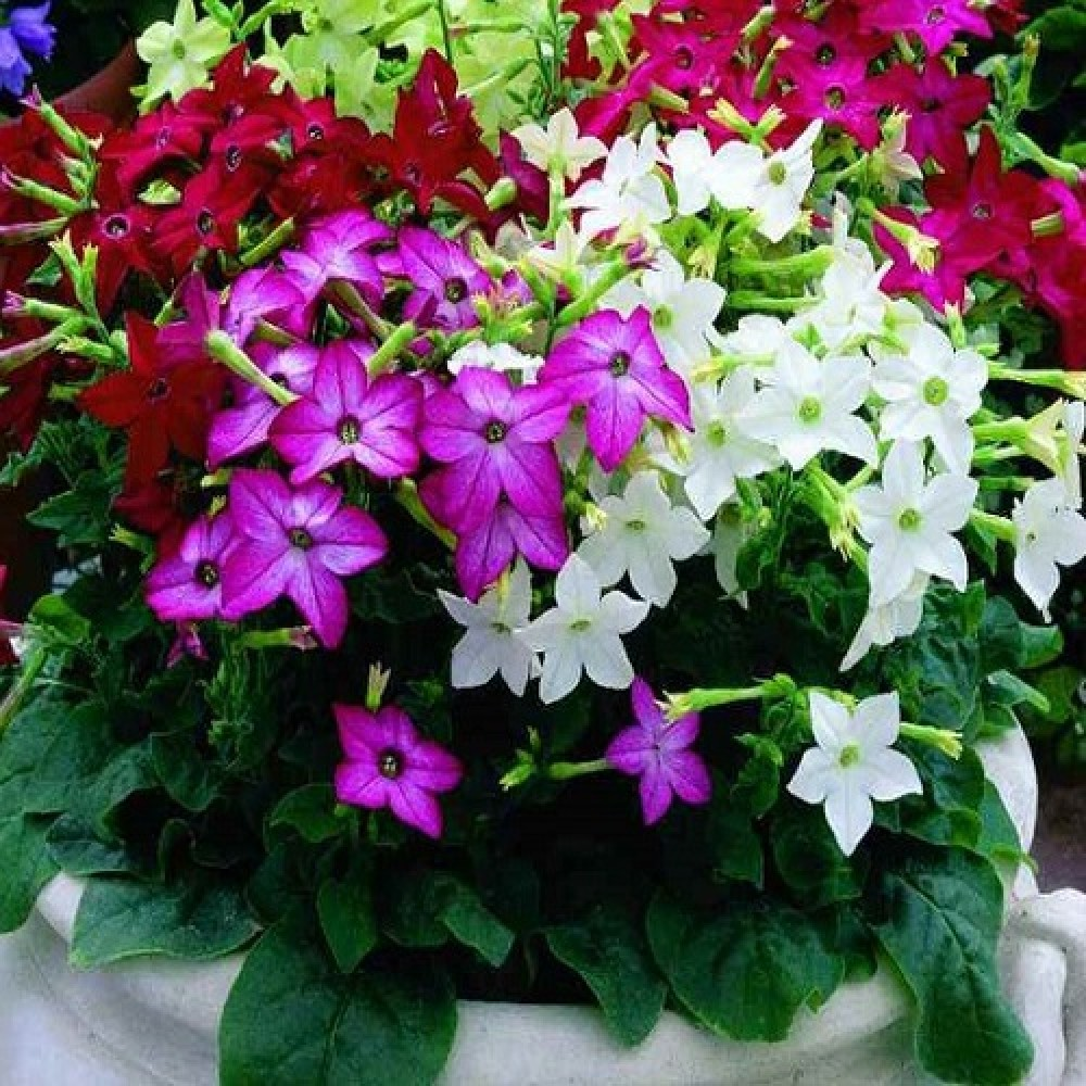 Семена Табак душистый 0.1 г Семена Табак душистый 0.1 г