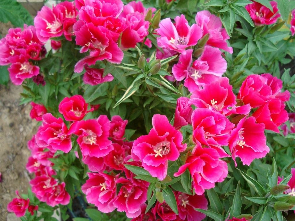 Семена Годеция 0,2 г Семена Годеция 0,2 г