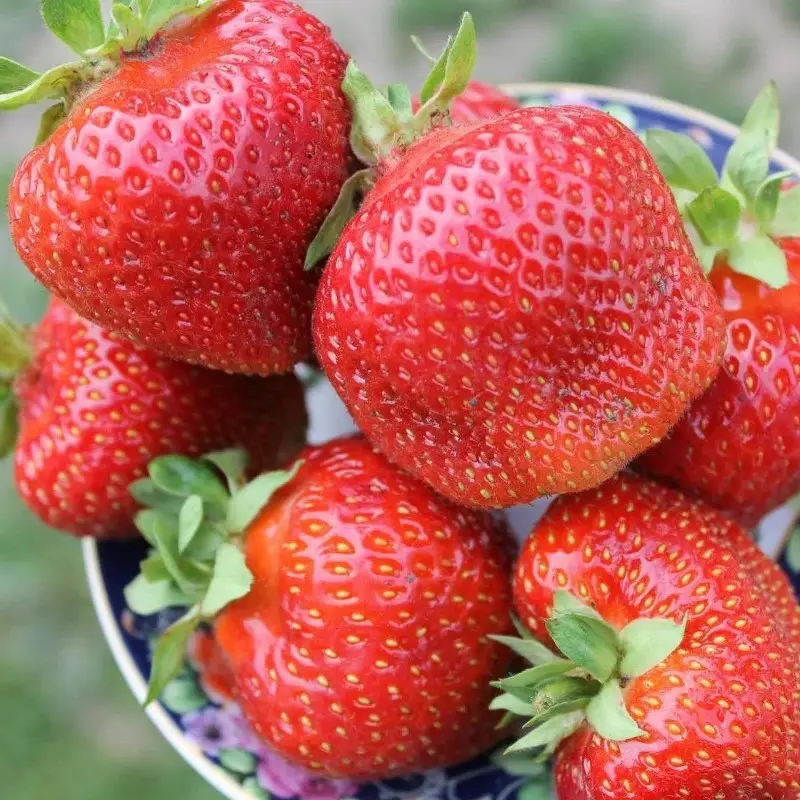 Саженцы клубники Сальса Саженцы клубники Сальса