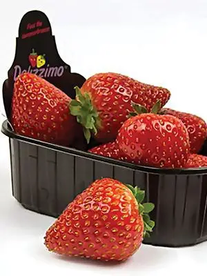 Саджанці полуниці Деліссімо (Delizzimo) Саджанці полуниці Деліссімо (Delizzimo)