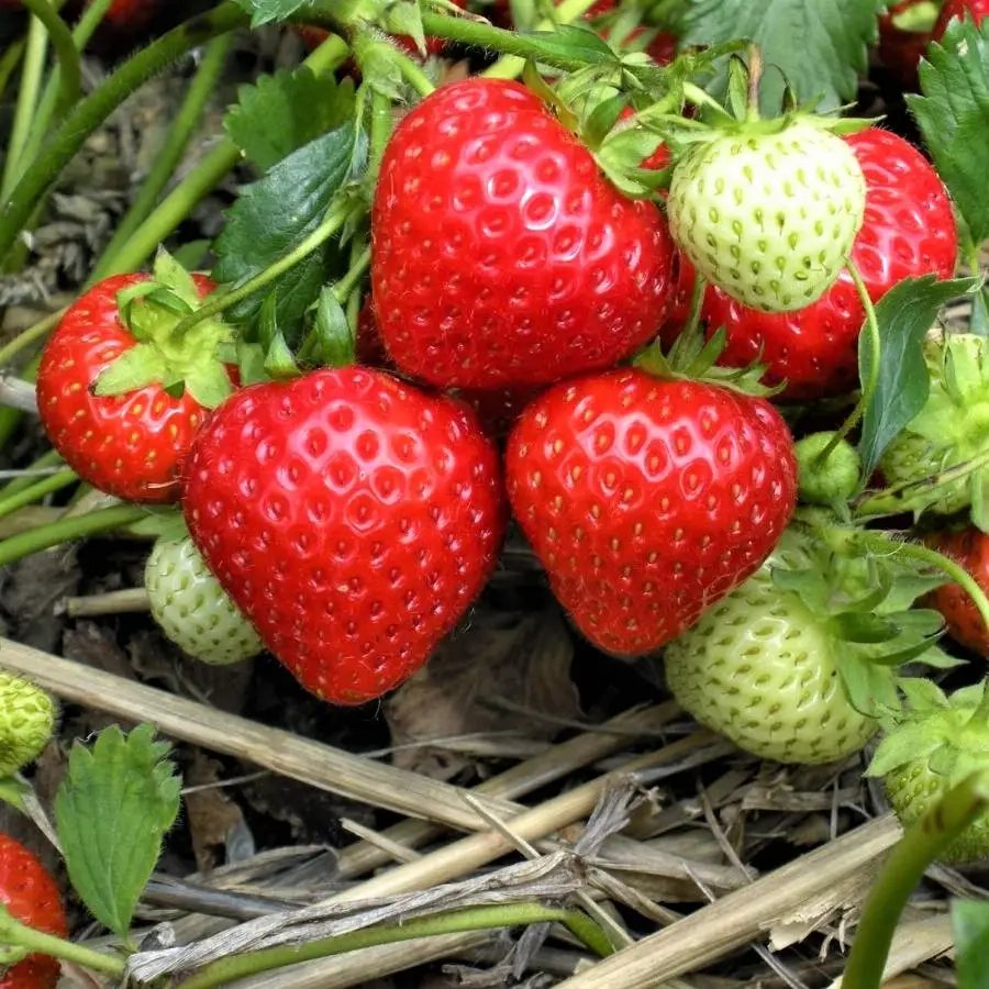 Саженцы клубники Хансалола (Hansalola) – 5 шт. (ОКС) Саженцы клубники Хансалола (Hansalola) – 5 шт. (ОКС)