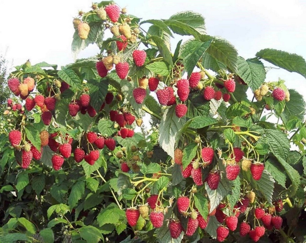 Малиновое дерево Крепыш (ОКС) Малиновое дерево Крепыш (ОКС)