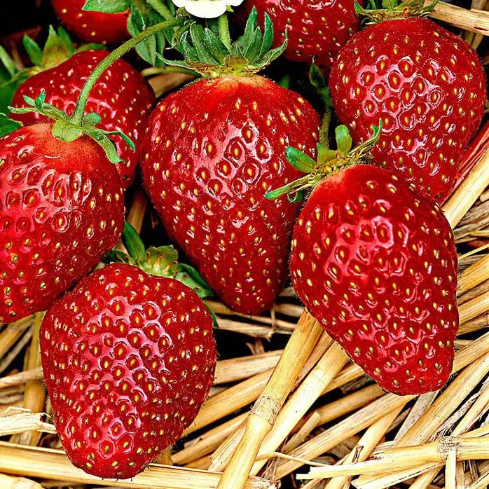 Саджанці полуниці Корона (ВКС) Саджанці полуниці Корона (ВКС)