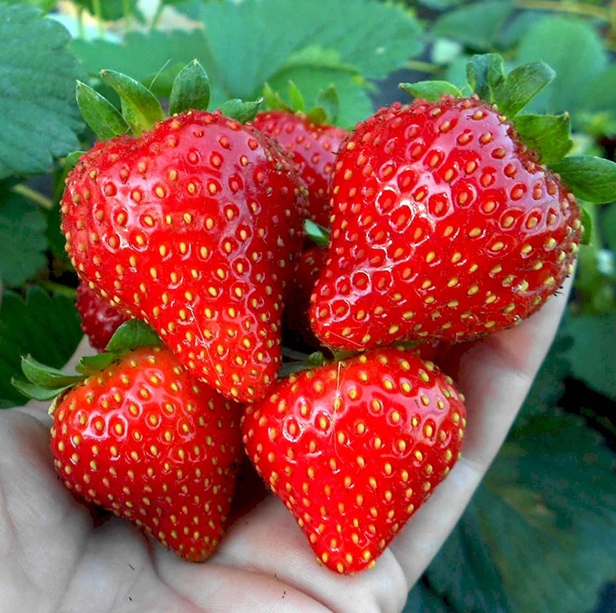 Саджанці середньоранньої полуниці Віма Занта (ВКС) 5 шт.