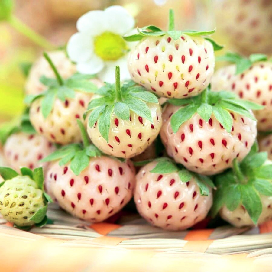 Саджанці полуниці Пайнбері Сноу вайт (Snow White) - 5 шт.