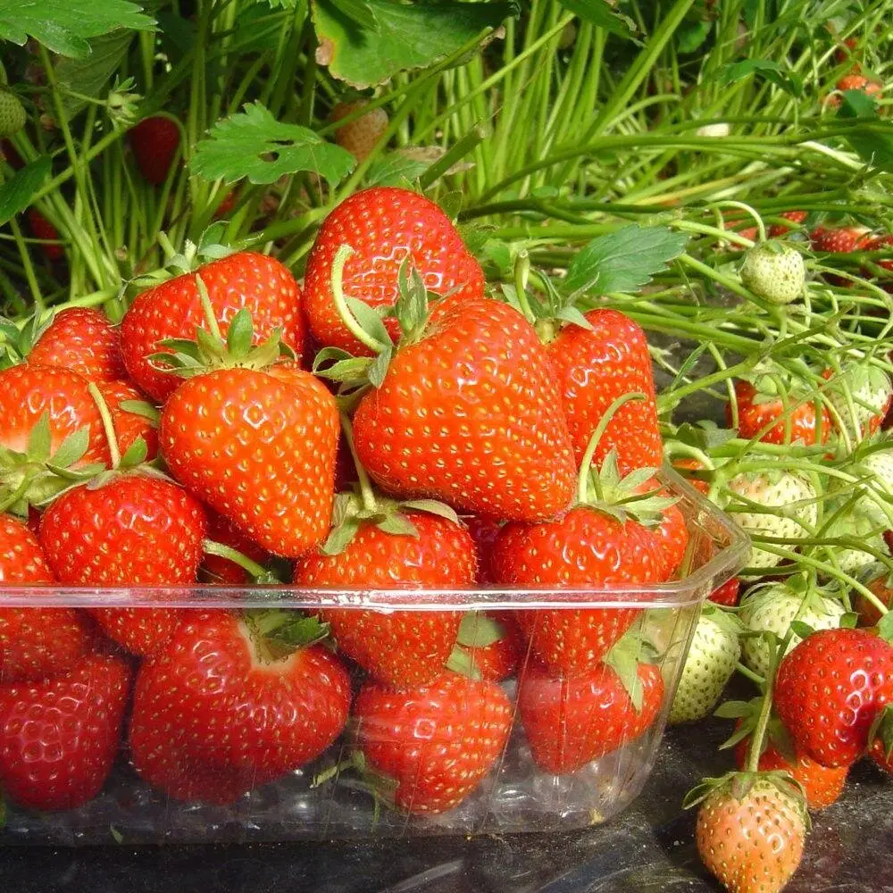 Саджанці  полуниці Матіс (Matis) - 5 шт.