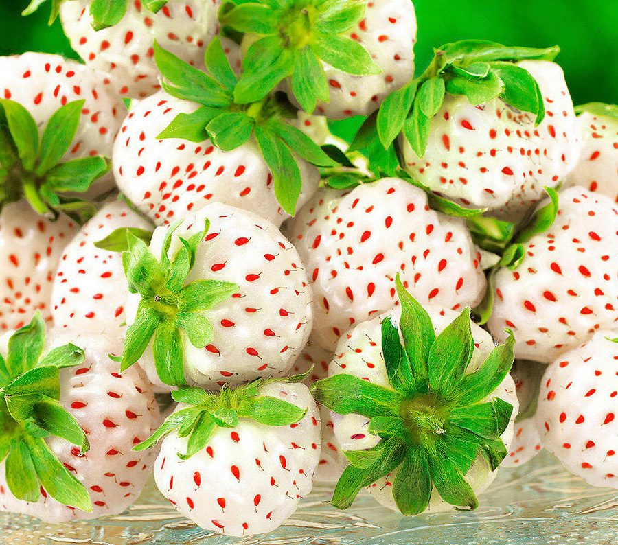 Саджанці ранньої полуниці Анабланка (Anablanka) - 5 шт.