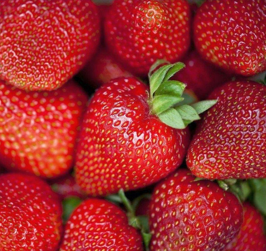 Саджанці ранньої ремонтантної полуниці Сельва - 5 шт. (ВКС)