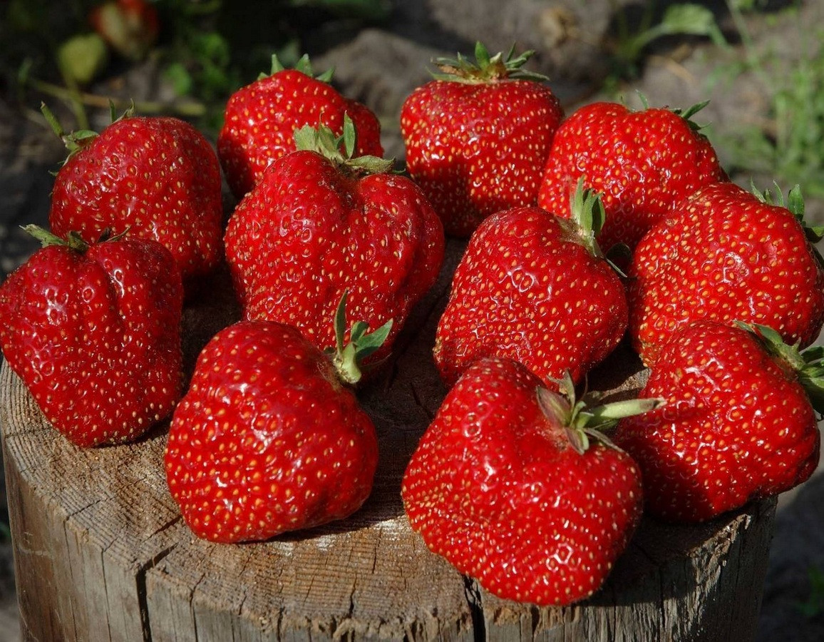 Саженцы ранней ремонтантной клубники Королева Елизавета 5 шт. Саженцы ранней ремонтантной клубники Королева Елизавета 5 шт.