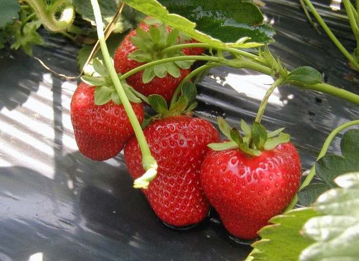 Клубника Антеа (ОКС) Клубника Антеа (ОКС)