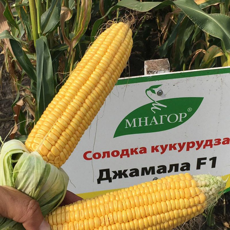 https://hectare.ua/upload/694938fde3436.jpg