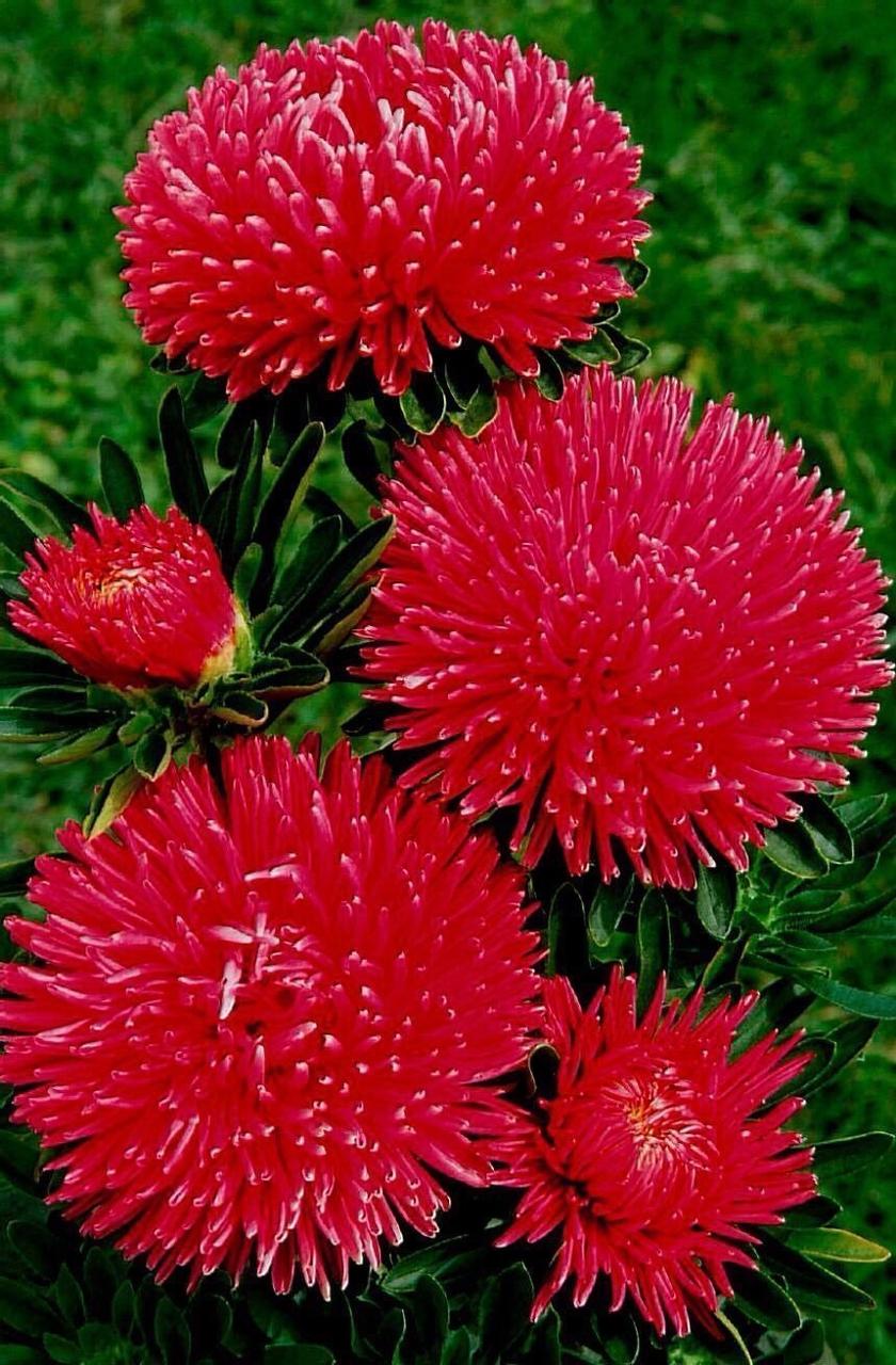 Насіння Айстра Дюшес 0,3 г (Насіння країни)