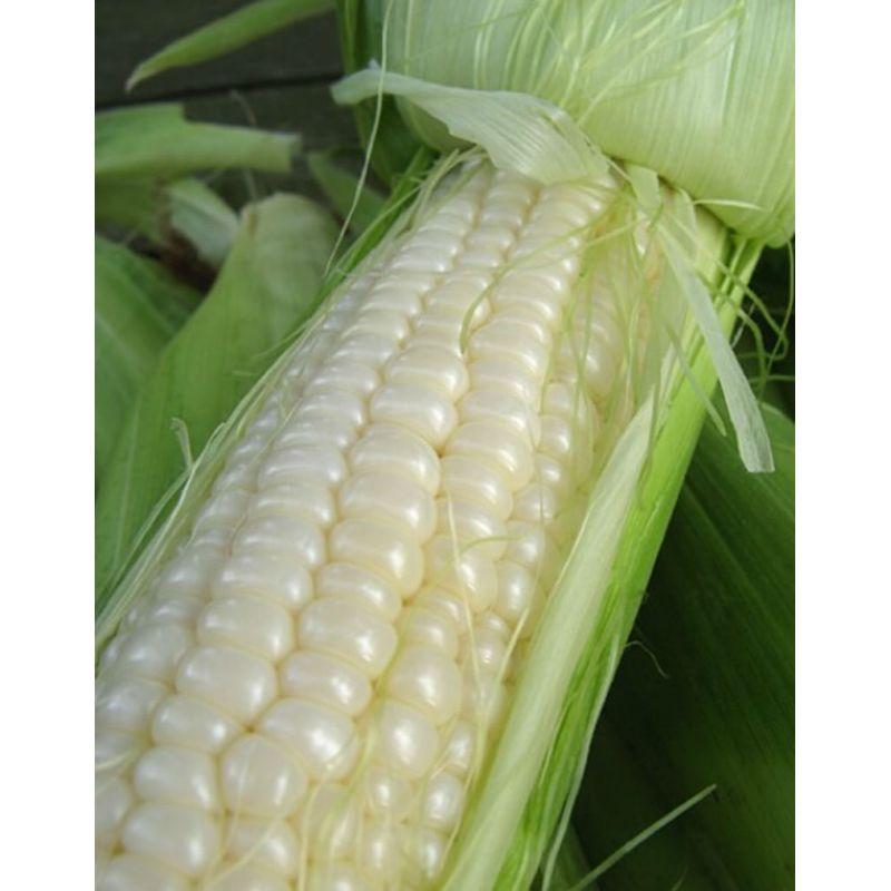 Насіння кукурудзи Біла королева 500 г (Насіння країни)