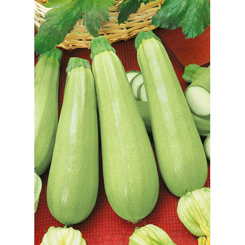 Насіння кабачок Грибовський 0,5 кг Насіння кабачок Грибовський 0,5 кг