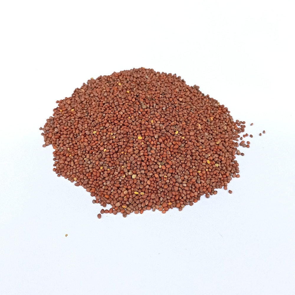 Насіння редьки Дайкон 0,5 кг Насіння редьки Дайкон 0,5 кг