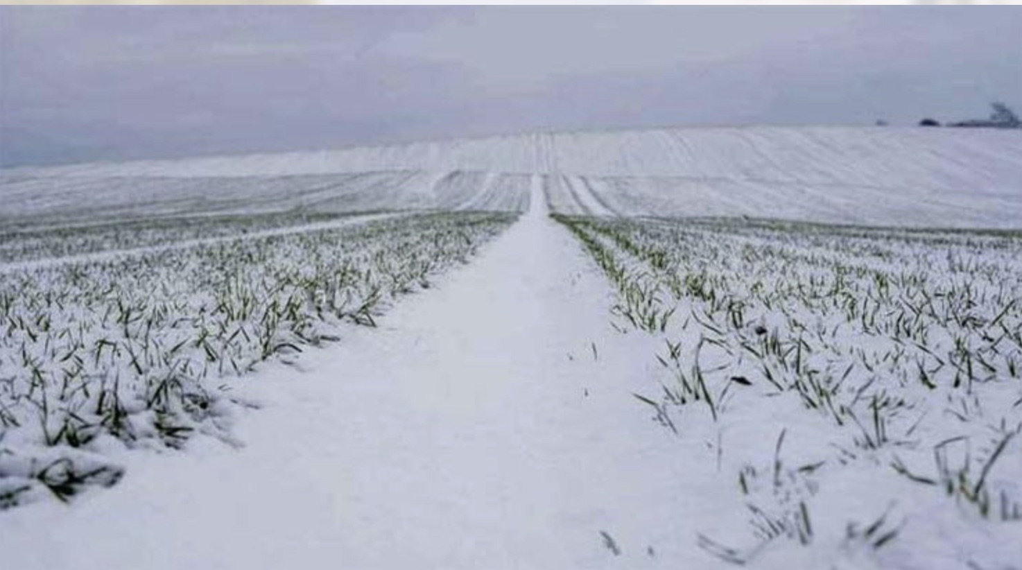 Січень у аграрія — тиша в полі, але не в голові