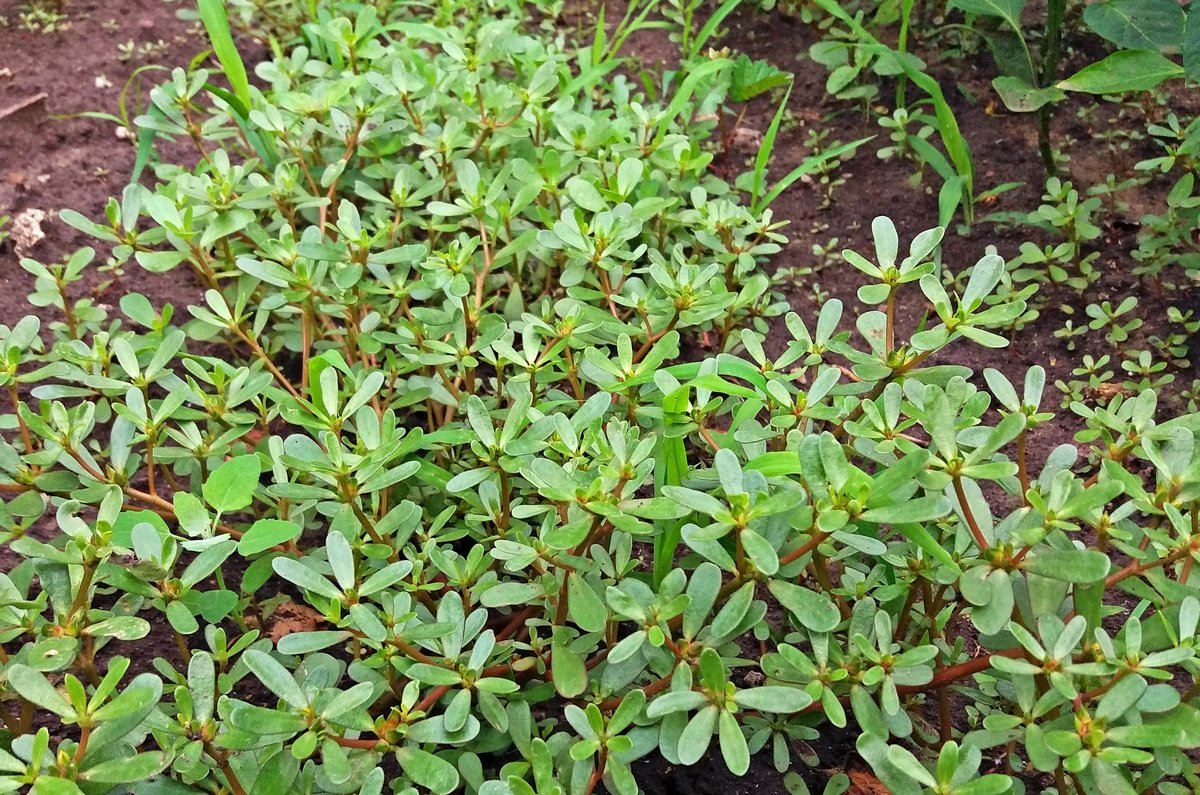 https://hectare.ua/upload/6a9626410df57.jpg