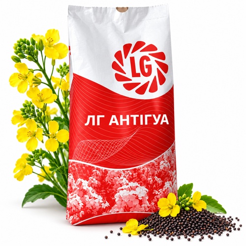 Насіння озимого ріпаку АНТІГУА