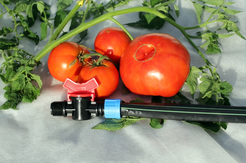 https://hectare.ua/upload/6a9f628ab389b.JPG