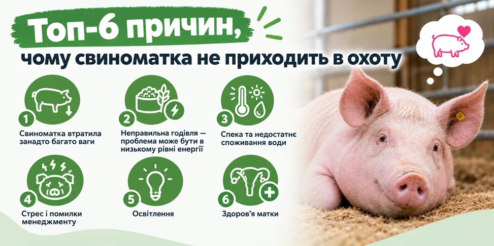 Чому свиноматка не приходить в охоту: 6 причин, що крадуть прибуток