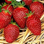 Саджанці полуниці Корона (ВКС)