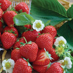 Клубника Вибрант (ОКС)