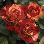 Троянда Фаєр Крек (Fire Crack)