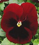 Дінастія Red Blotch