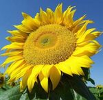 Семена подсолнуха FILLED