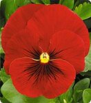 Дінастія Scarlet Shades