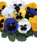 Дінастія Fotmula Mixed